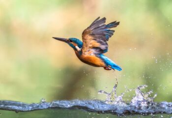 Common European Kingfisher (Alcedo atthis).  river kingfisher diving and emerging from water and flying back to lookout post on green background