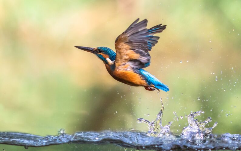 Common European Kingfisher (Alcedo atthis).  river kingfisher diving and emerging from water and flying back to lookout post on green background